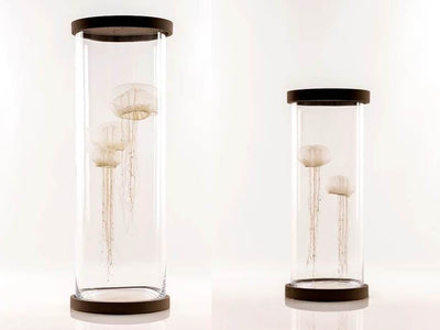 Illuminated Jellyfish sculptures small