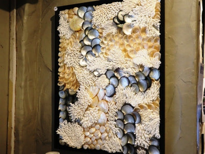 toute coquille des marinières framed shell artwork