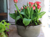 Potted Tulips in Concrete Boulder Pot